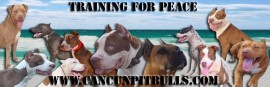 CANCUN PITBULLS